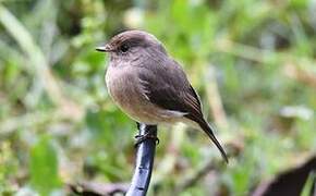 African Dusky Flycatcher