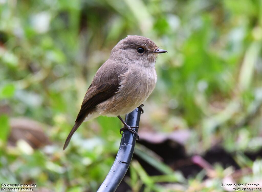 African Dusky Flycatcher