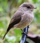 African Dusky Flycatcher