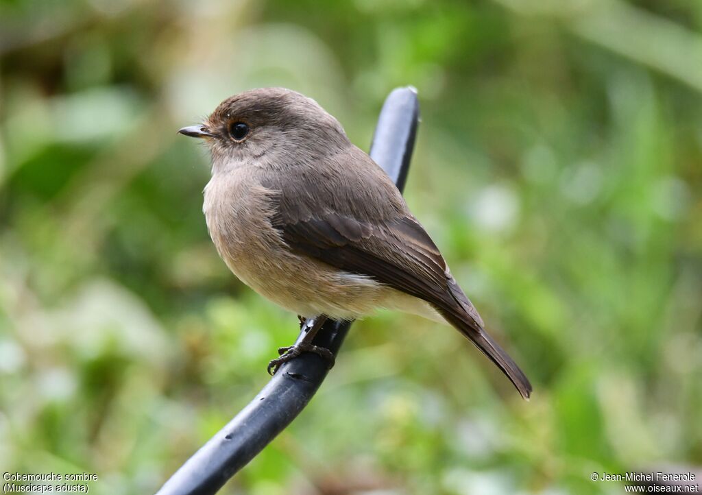 African Dusky Flycatcher