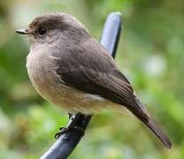 African Dusky Flycatcher