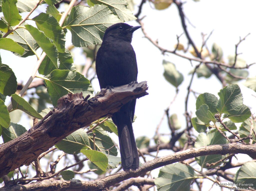 Southern Black Flycatcher