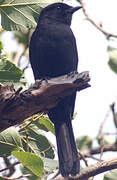 Southern Black Flycatcher