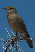 Chat Flycatcher