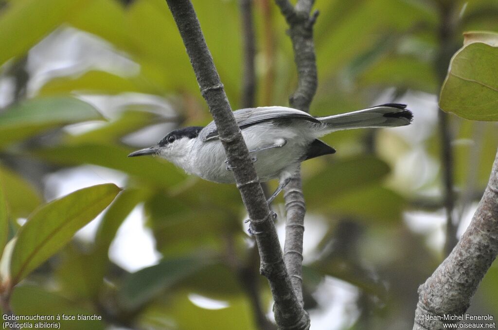 White-lored Gnatcatcher