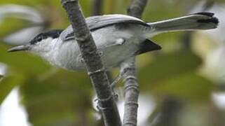 White-lored Gnatcatcher