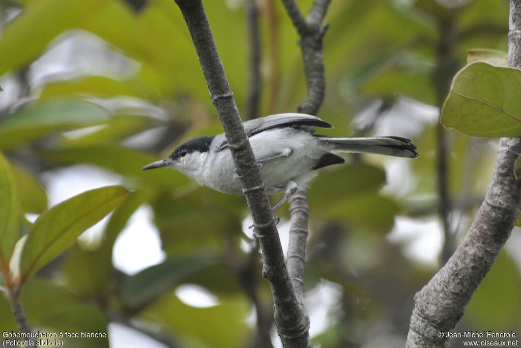 White-lored Gnatcatcher