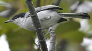 White-lored Gnatcatcher