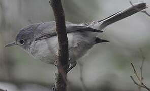 Gobemoucheron gris-bleu