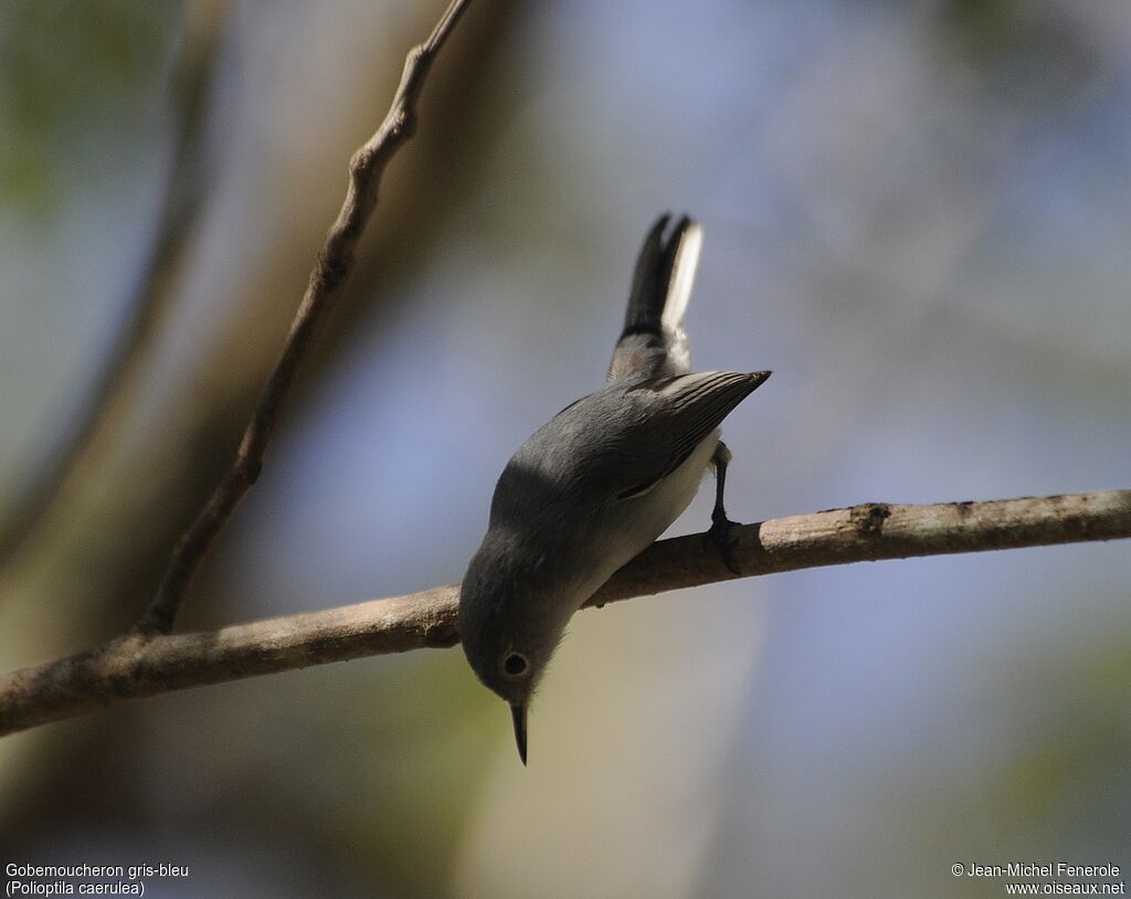 Blue-grey Gnatcatcher