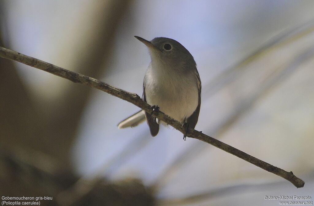 Blue-grey Gnatcatcher