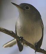 Blue-grey Gnatcatcher