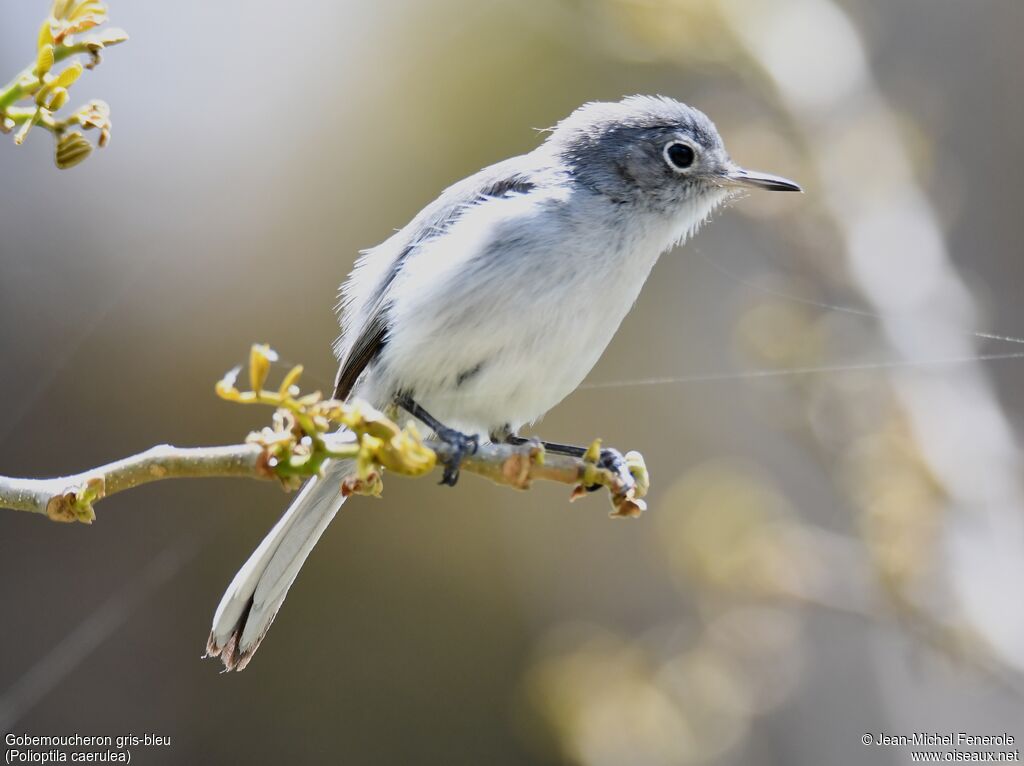 Blue-grey Gnatcatcher