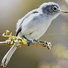Gobemoucheron gris-bleu