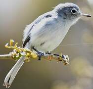 Blue-grey Gnatcatcher