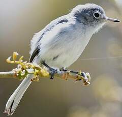 Gobemoucheron gris-bleu