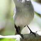Gobemoucheron gris-bleu