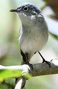 Blue-grey Gnatcatcher