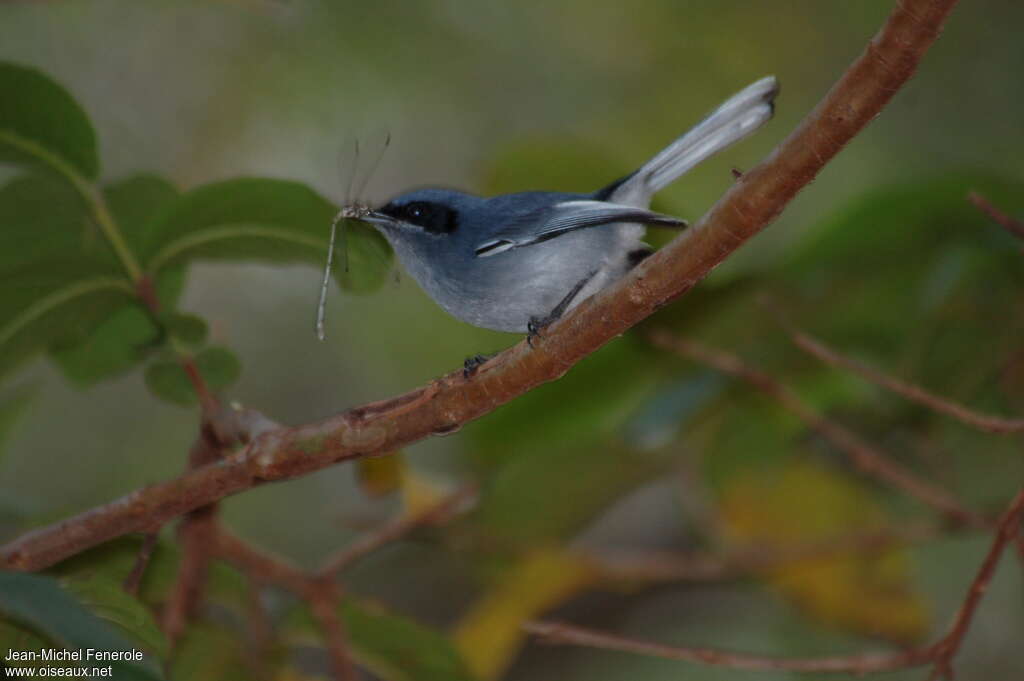 Masked Gnatcatcher male adult, pigmentation, feeding habits, fishing/hunting