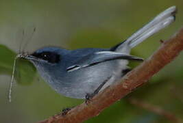 Masked Gnatcatcher