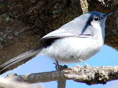 Masked Gnatcatcher