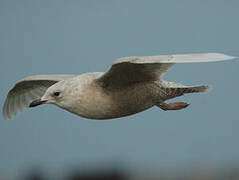 Iceland Gull