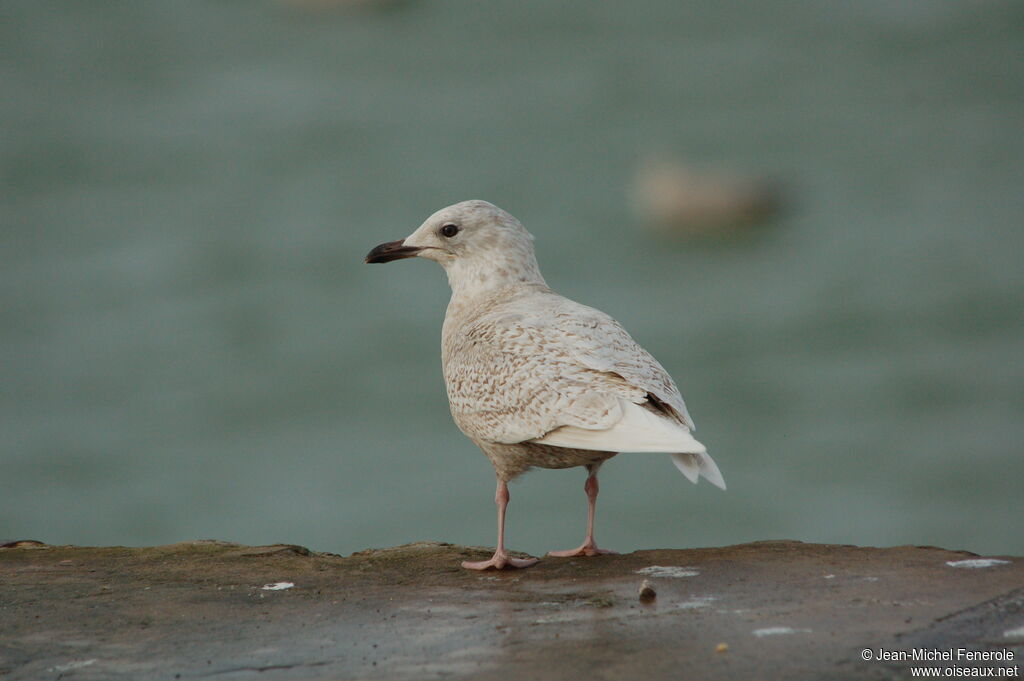 Goéland à ailes blanches