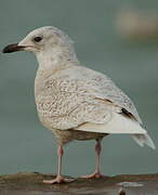 Iceland Gull