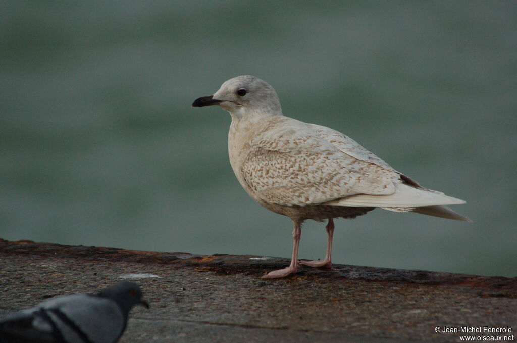 Iceland Gull