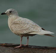 Iceland Gull