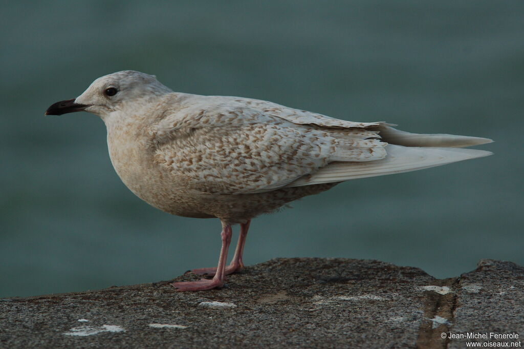 Iceland Gull