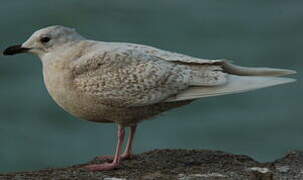 Iceland Gull