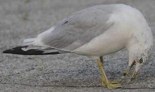 Ring-billed Gull