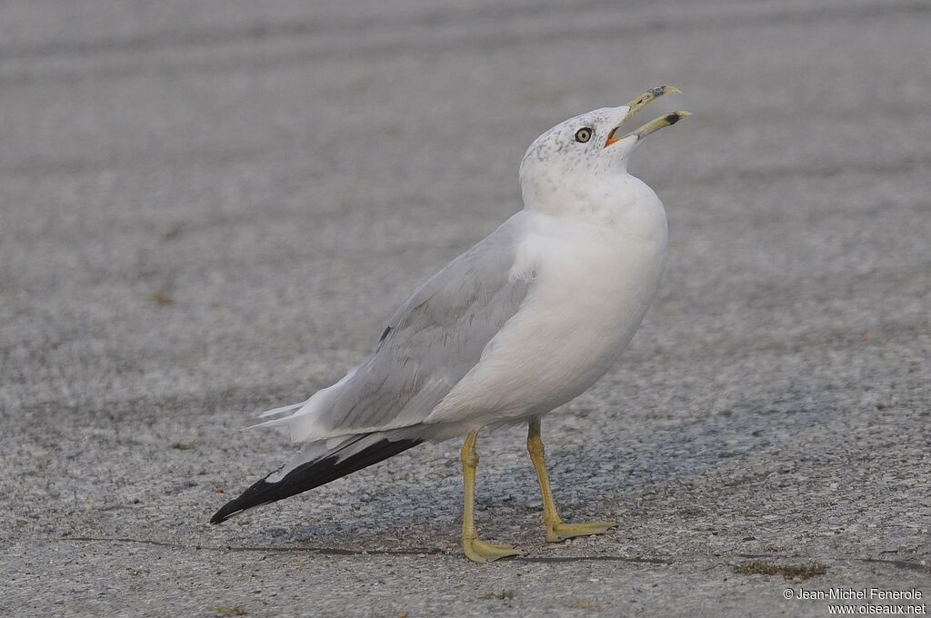 Ring-billed Gull