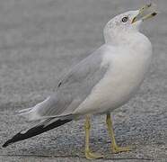 Ring-billed Gull