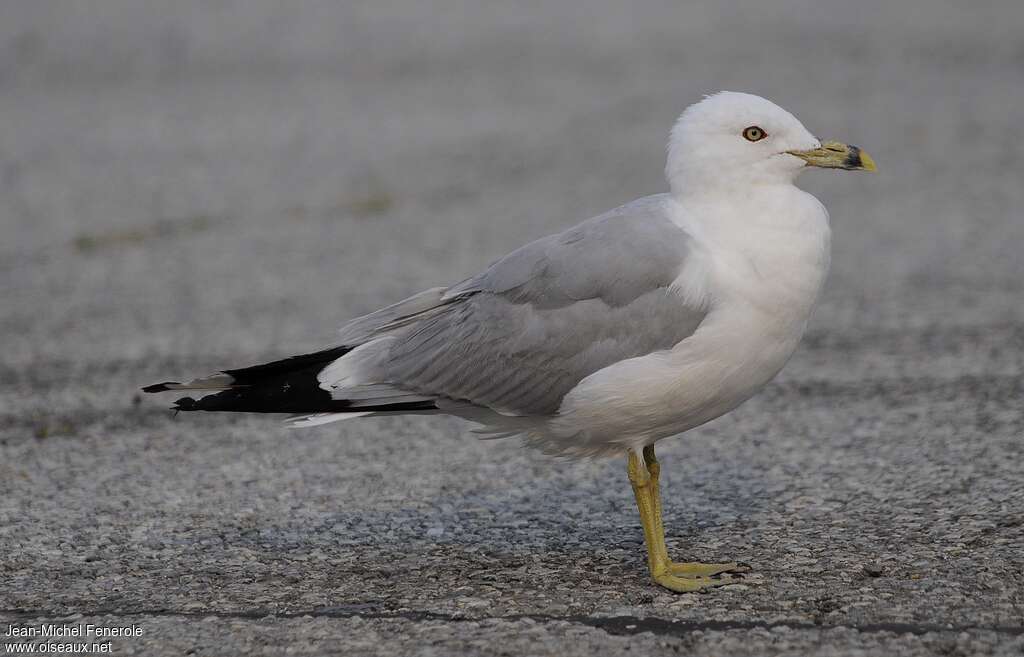 Ring-billed Gull