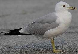 Ring-billed Gull