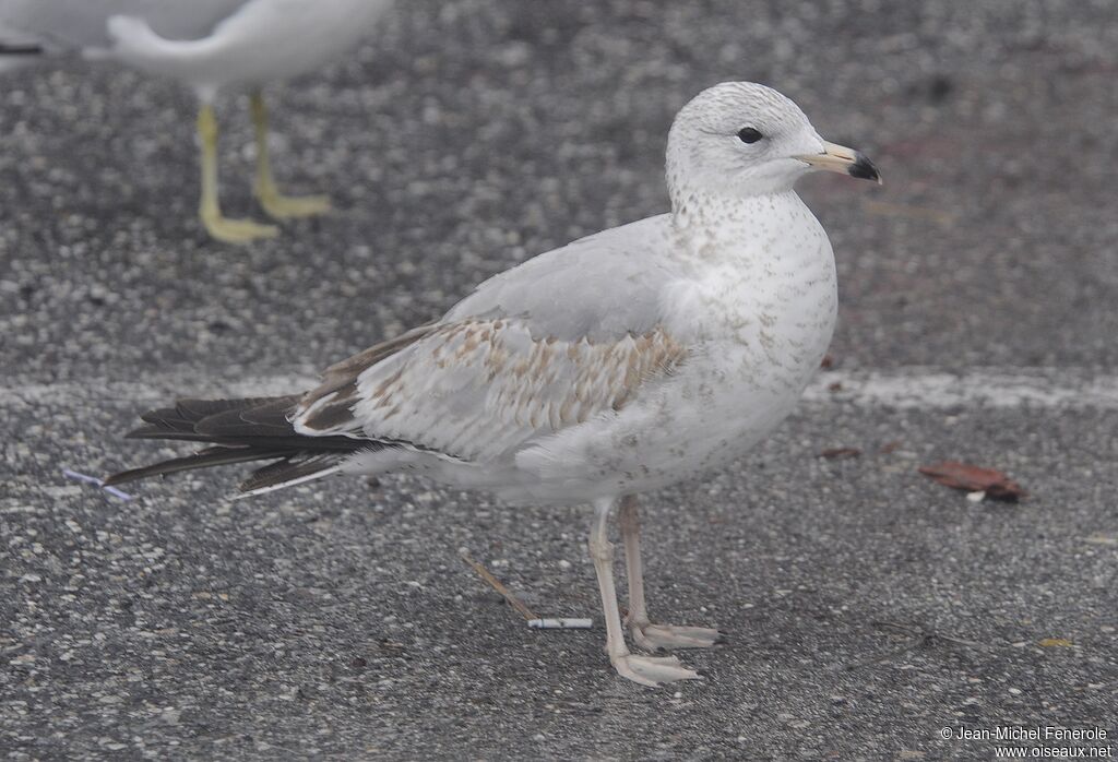 Ring-billed Gull