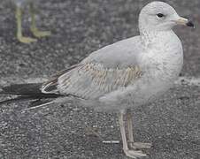 Ring-billed Gull