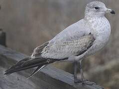 Ring-billed Gull