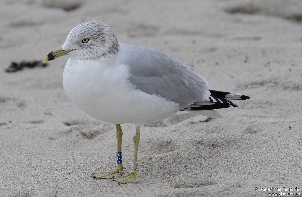 Ring-billed Gull