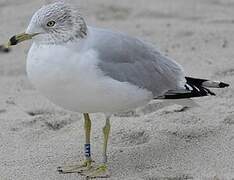 Ring-billed Gull