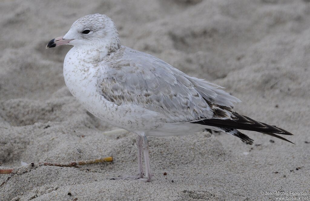 Ring-billed Gull