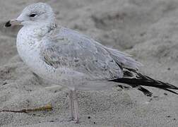 Ring-billed Gull