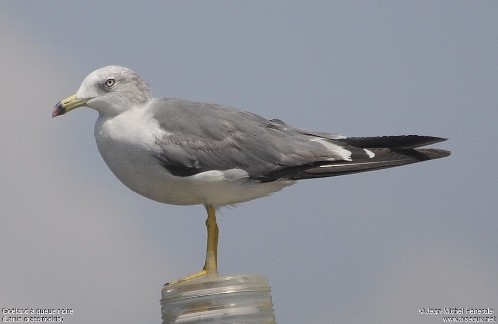 Black-tailed Gull