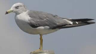 Black-tailed Gull