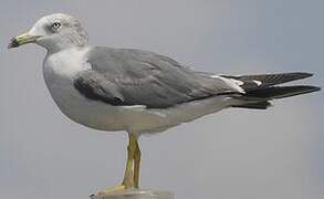 Black-tailed Gull