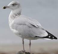 European Herring Gull