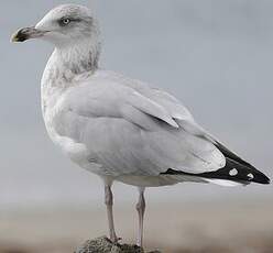 Goéland argenté