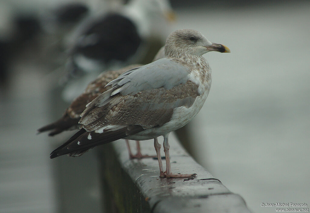 European Herring Gull